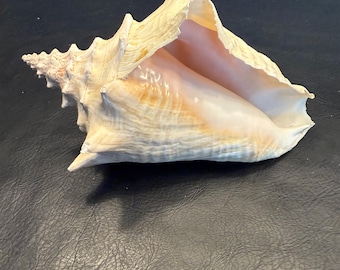 Vintage Queen Conch Sea Shell, Collectible Bahamian Seashell