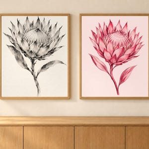 May include: Two framed wall art prints featuring protea flowers. The left print is a black and white ink-style illustration on a cream background. The right print is a pink and red illustration on a light pink background. Both have wooden frames.