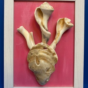 Framed sea shell art