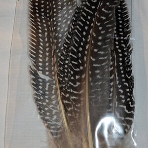 Fly Tying Feather Material Starter Kit with bulk assorted feathers for fly fishing by Muskoka Lifestyle Products, USA