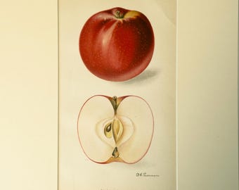 Rare 1911 San Jacinto Apple color Lithograph: USDA Yearbook Color Print, D. G. Passmore Antique Print
