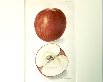 Seltene Farblithografie „Mutterapfel“ von 1909: D. G. Passmore, USDA-Jahrbuchdruck
