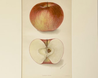 Seltene Carson-Apple-Farblithografie von D. G. Passmore aus dem Jahr 1905: Druck aus dem USDA-Jahrbuch von 1905 (Erstausgabe, antik)