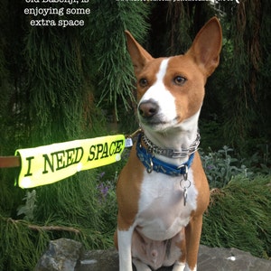 May include: A brown and white Basenji dog wearing a blue collar and a yellow leash with the text "I NEED SPACE" is sitting on a rock. The dog is looking to the right of the image. The background is a green bush.