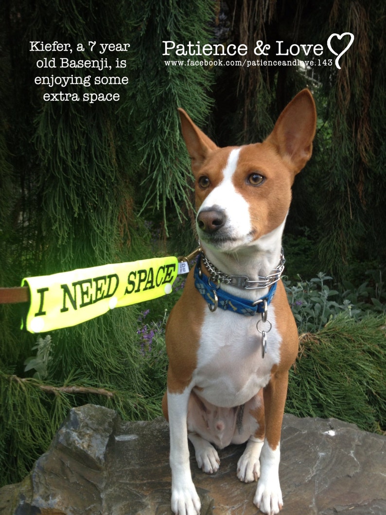 May include: A brown and white Basenji dog wearing a blue collar and a yellow leash with the text "I NEED SPACE" is sitting on a rock. The dog is looking to the right of the image. The background is a green bush.