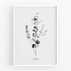 Affiche murale de plantes dintérieur, Impression botanique, Impression botanique minimaliste, Eucalyptus Cinerea, Dessin en noir et blanc, Décor de salon image 1