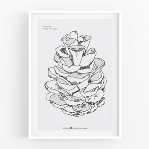 Pine cone print for kitchen, pinecone botanical wall art