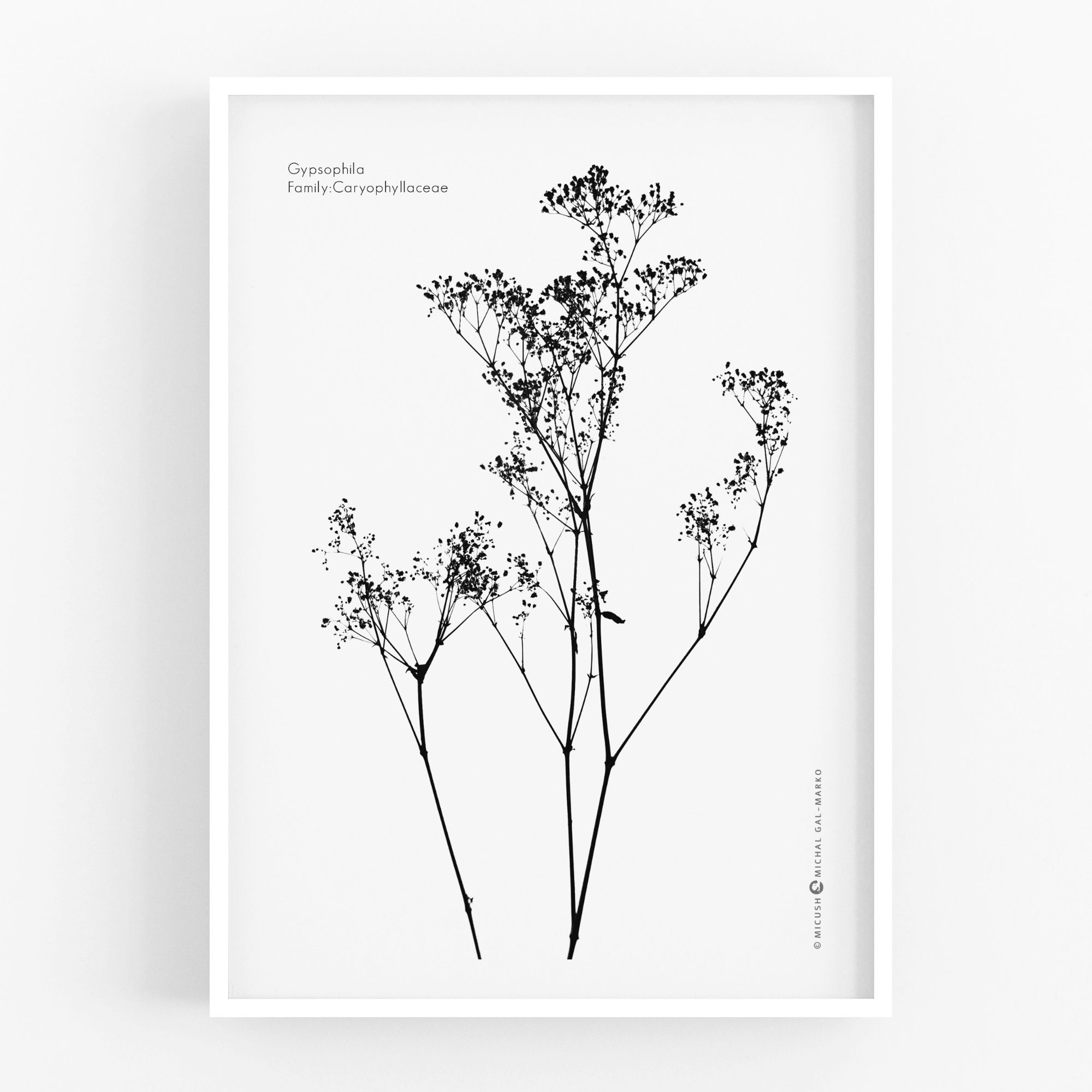 Gypsophila Art Print - Etsy UK 