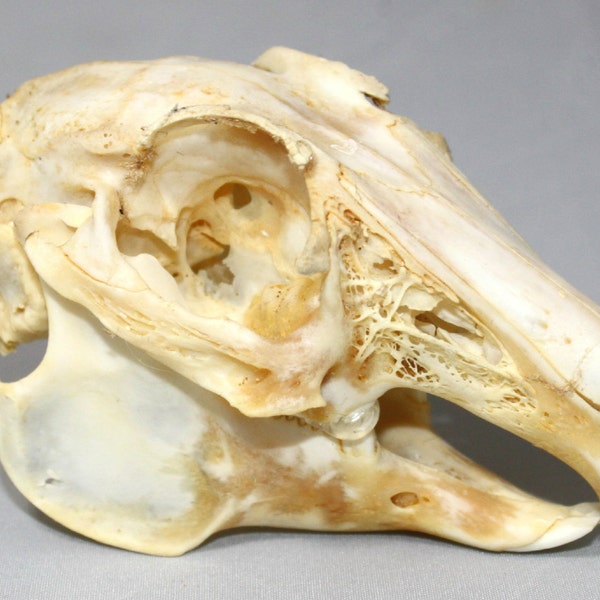 Real bone, natural,Rabbit Skull