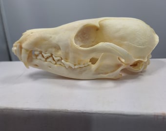 Fox Skull