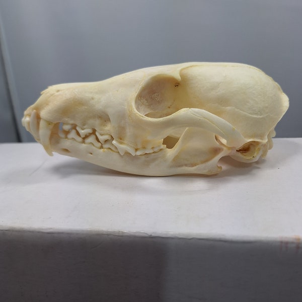 Fox Skull