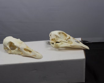 Goose Skull, real bone, natural