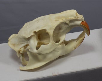 Nutria Skull, real bone, natural