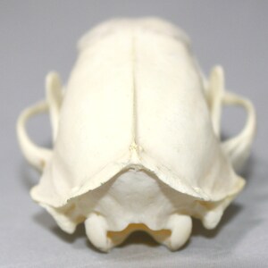 Skunk Skull image 4