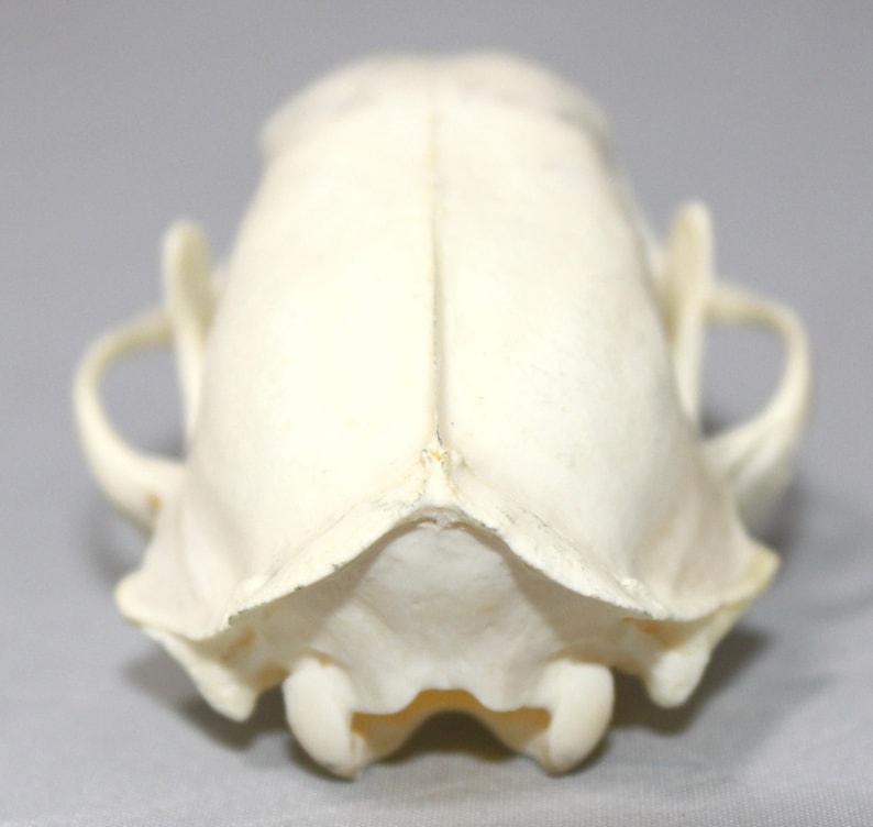 Skunk Skull image 4