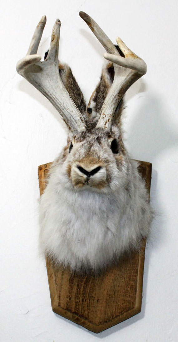 Jackalope Real Or Not