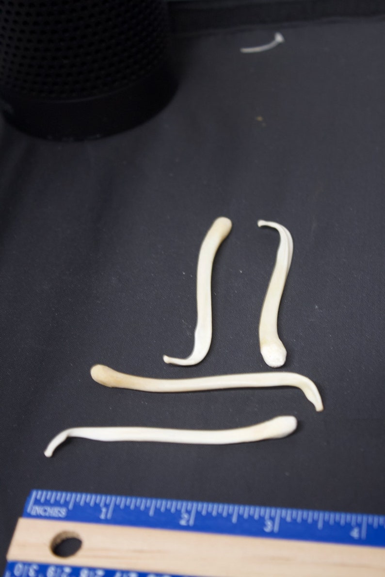 Blaireau Baculum image 2