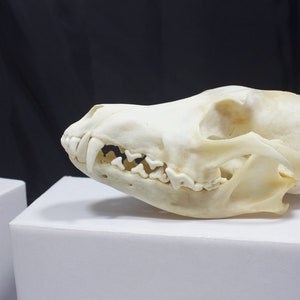 Real bone,Coyote Skull, natural, sourced by Native subsistence gatherers image 7