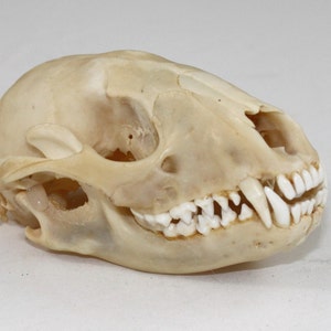 Raccoon Skull real bone, natural