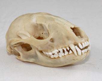 Raccoon Skull real bone, natural