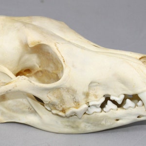 Real bone,Coyote Skull, natural, sourced by Native subsistence gatherers image 1