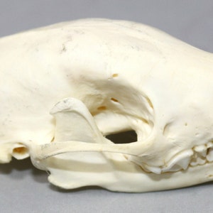 Skunk Skull image 1