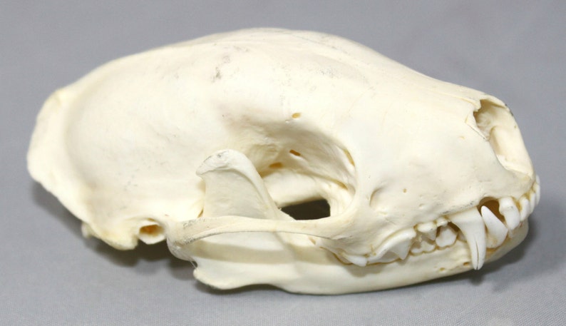 Skunk Skull image 1