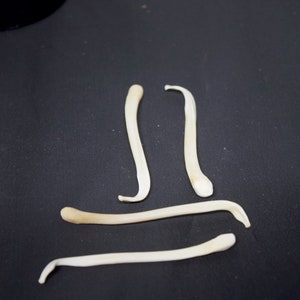 Badger Baculum image 1