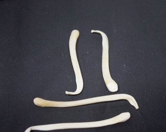 Badger Baculum