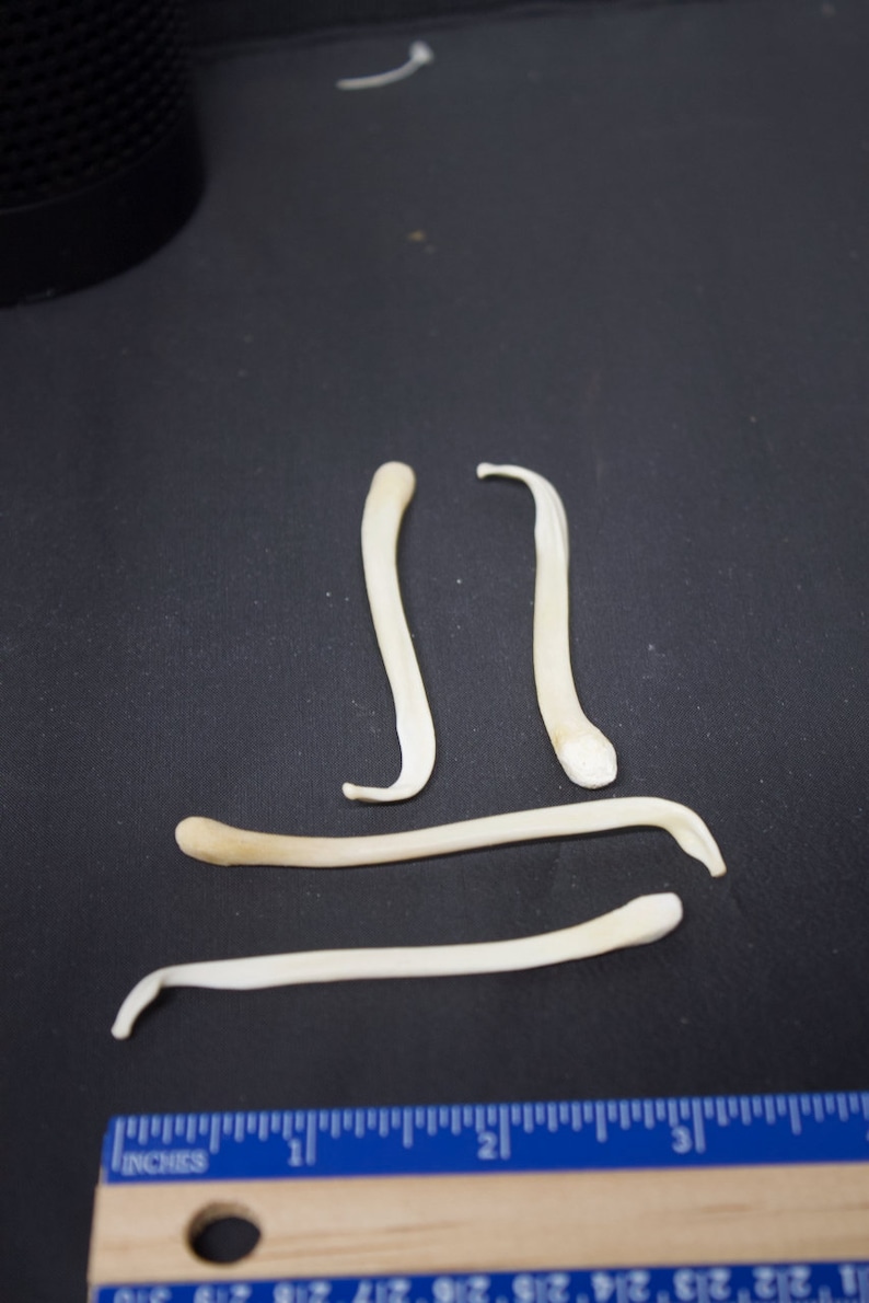 Blaireau Baculum image 1