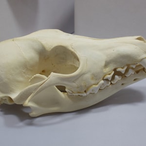 Real bone,Coyote Skull, natural, sourced by Native subsistence gatherers image 8