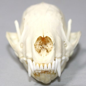 Skunk Skull image 2