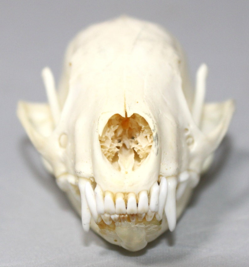 Skunk Skull image 2