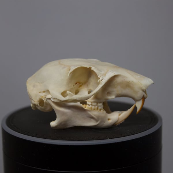 Squirrel Skull