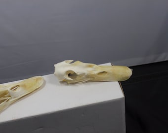 Duck Skull, real bone, natural