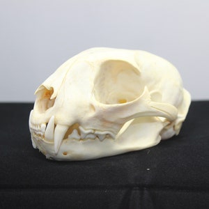 Bobcat Skull, real bone, natural