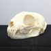 see more listings in the Taxidermy section