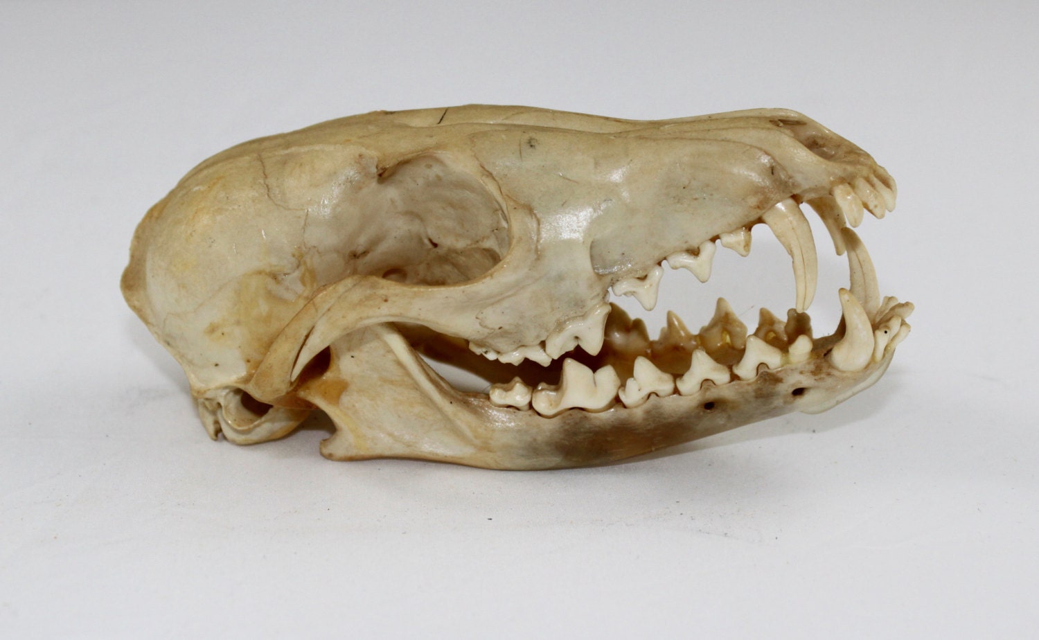 Fox Skull