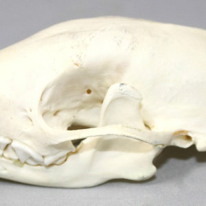 Skunk Skull image 3