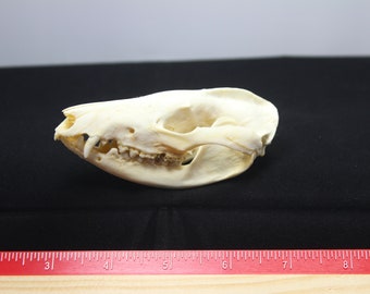 crâne possum, os véritable, matériaux naturels