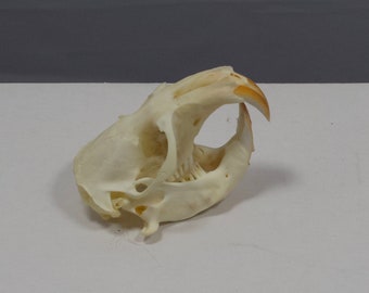 Gopher Skull, real bone, natural