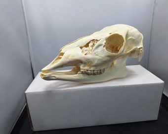 female whitetail deer skull