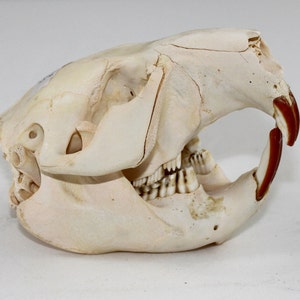 Beaver Skull, real bone, natural