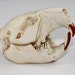 see more listings in the Taxidermy section