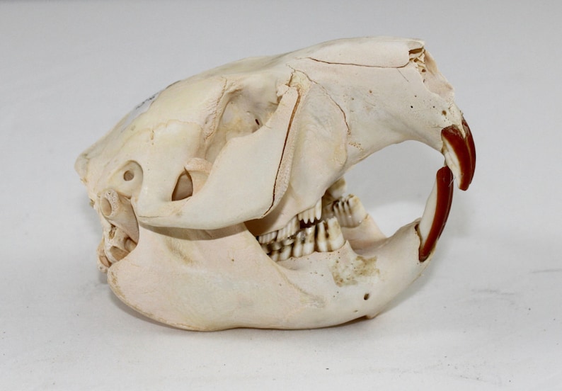 Beaver Skull, real bone, natural image 1