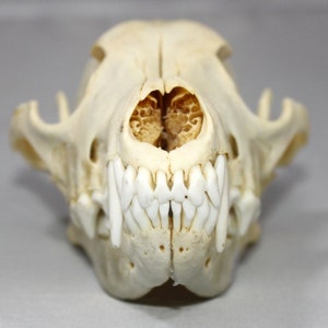 Real bone,Coyote Skull, natural, sourced by Native subsistence gatherers image 2