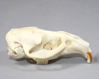 Muskrat Skull Without Jaw, real bone, natural