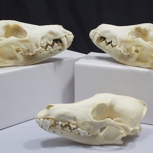 Real bone,Coyote Skull, natural, sourced by Native subsistence gatherers image 3