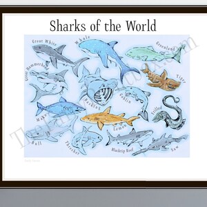 Sharks of the World Poster, Shark Baby Room Print, Shark Species Wall Art, Shark Gift for Kids, Shark Poster for Kids, Types of Sharks Print