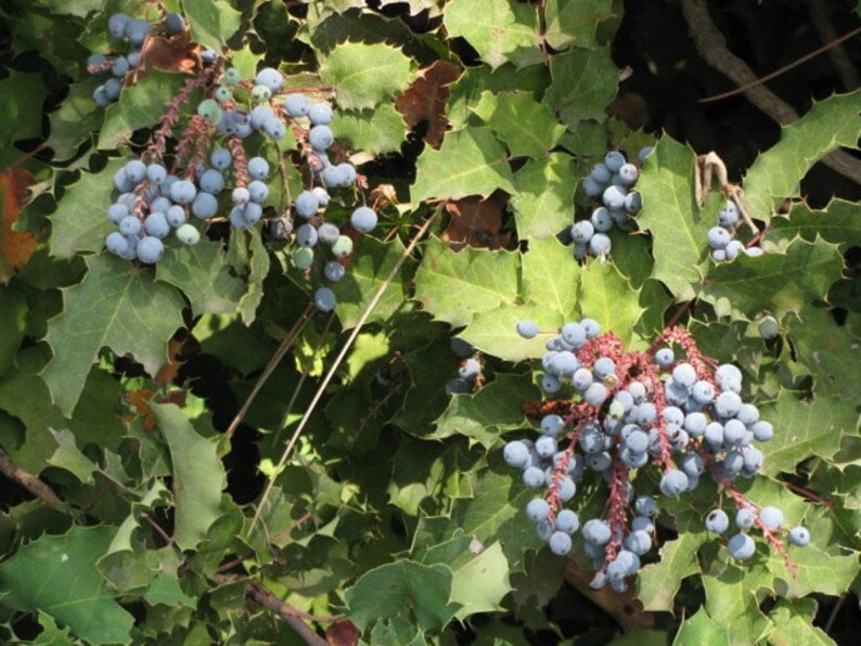 Wild Crafted OREGON GRAPE ROOT Tincture 1 or 2 Oz. Cobalt Blue Etsy